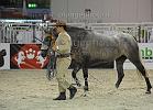 ORGULLOSA CLIV